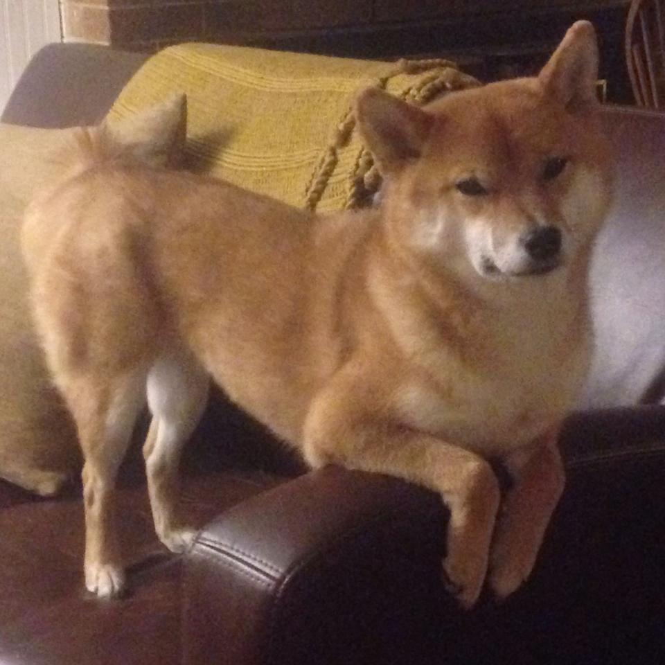 kaiyun体育综合-_雪地宝藏寻踪：冬季运动趣味升级_，雪地寻踪小报制作