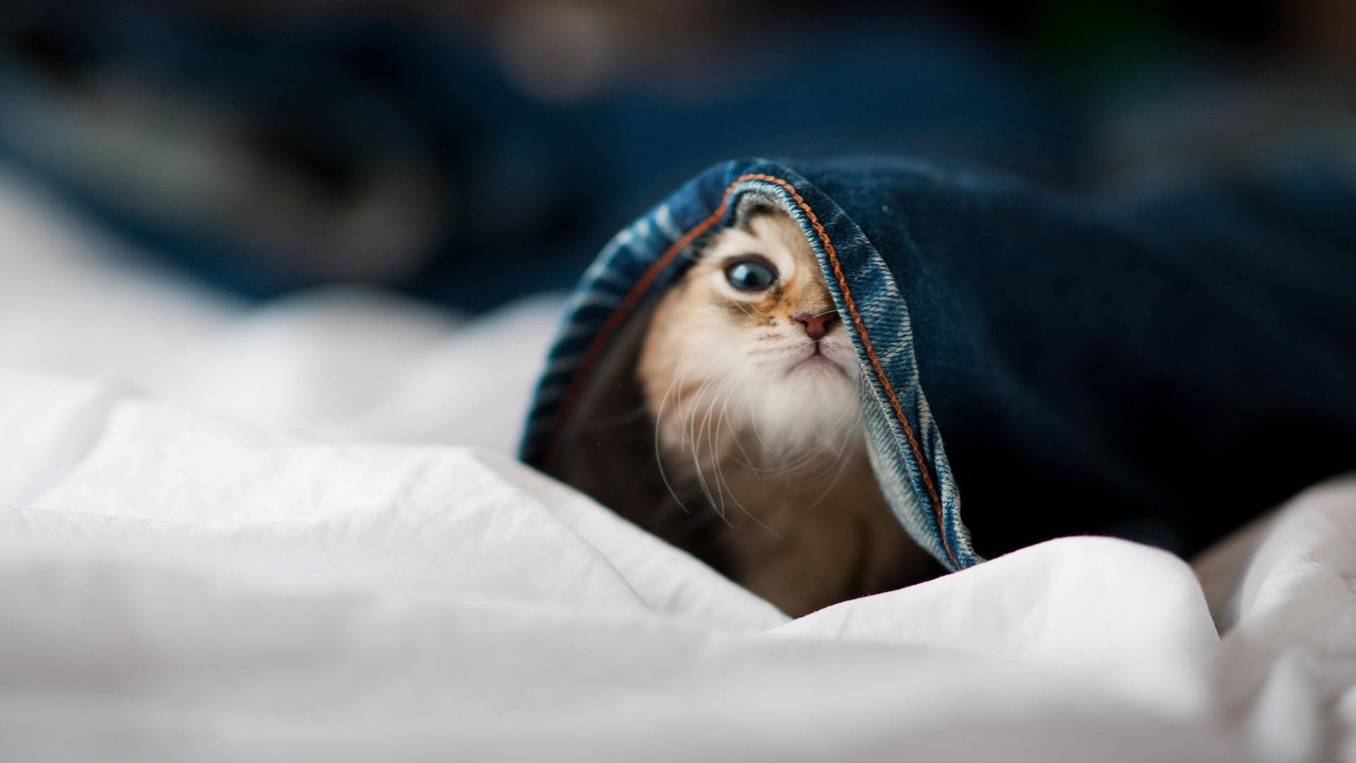 开云权威入口-中国足球产业“智能制造”步伐加快，开启行业新时代，中国足球产业的现状分析