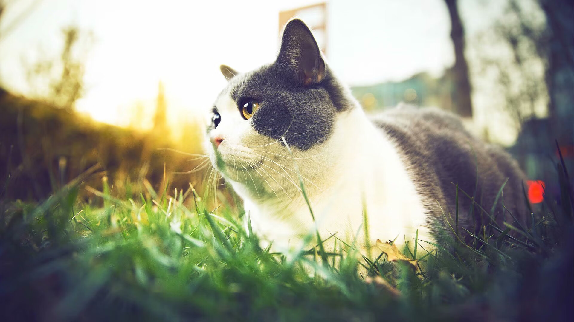 传奇球员的“幕后故事”:他们的成功秘诀揭秘,十大传奇球员